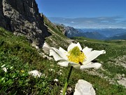 47 Pulsatilla alpina  ancora in fiore con ospiti